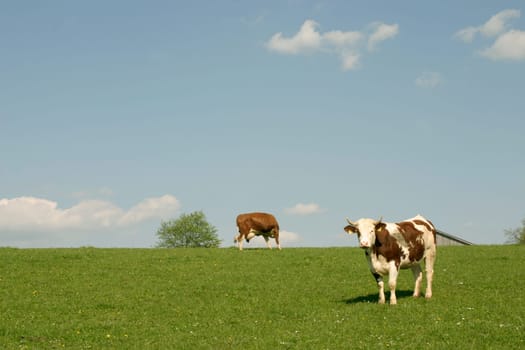 Cow Pasture,Heaven
