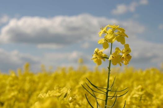 Rapeseed field,sky