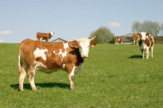 Cow Pasture,Heaven