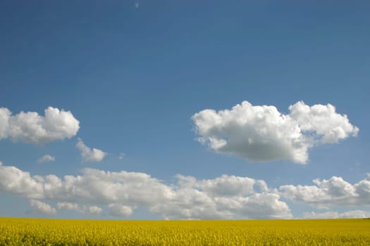 Rapeseed field,sky,clouds
