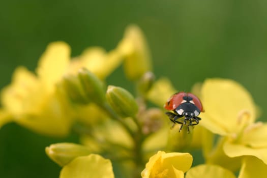 Ladybug on bloom