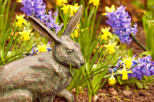 daffodils