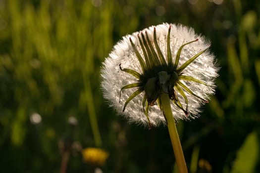Dandelion