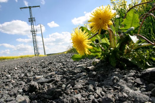 Dandelion,roadside,electricity pole