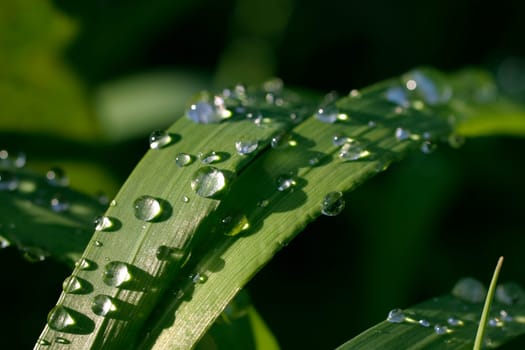 Leaves,raindrops