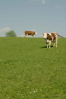 Cow Pasture,Heaven