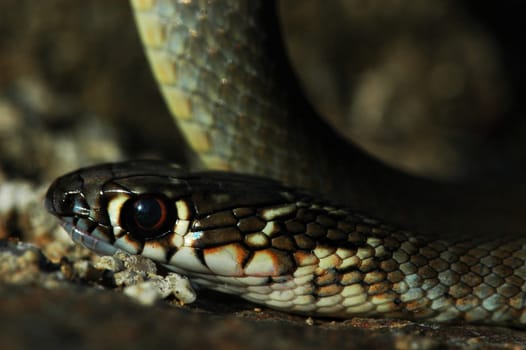 Snake detail