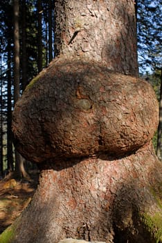 ... here on a spruce tree