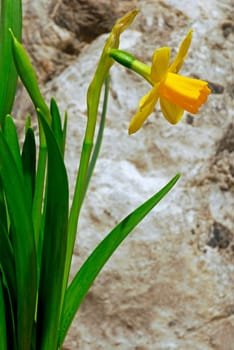 Daffodil