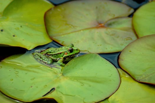Frog