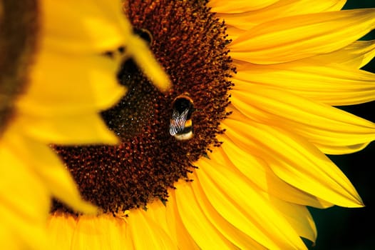 Sunflower with bumblebee