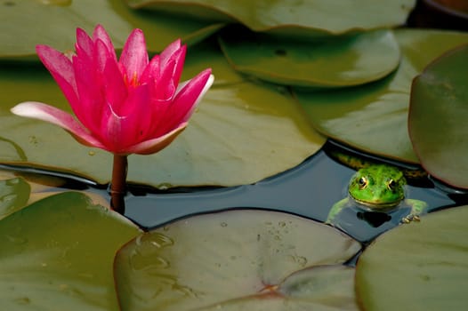 Frog Prince
