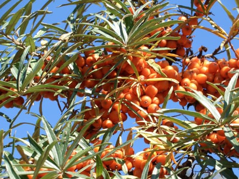 Sea buckthorn