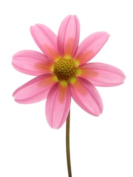 Dahlia