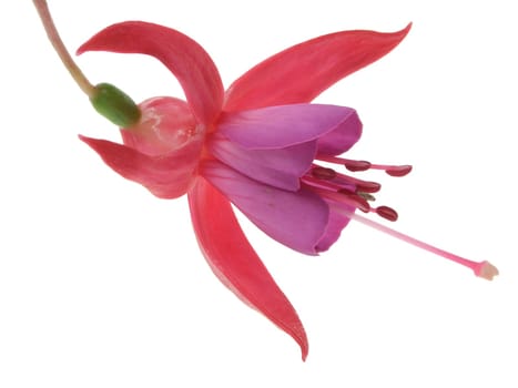 Fuchsia