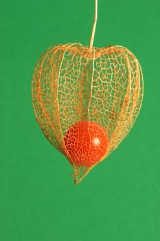 Physalis alkekengi