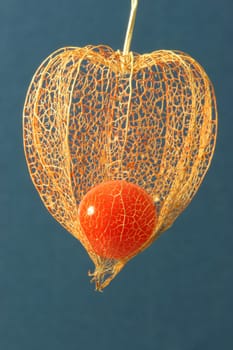 Physalis