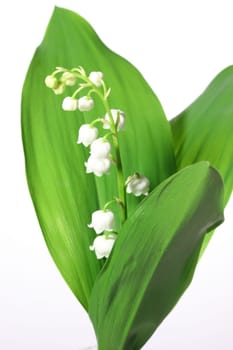 Lily of the valley