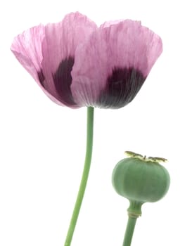 Poppy