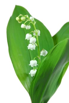 Lily of the valley