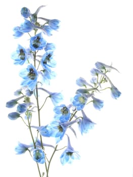 Larkspur