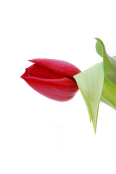 Red tulip