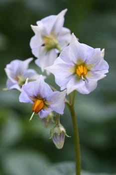 Kartoffelblüte