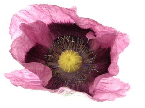 Papaver