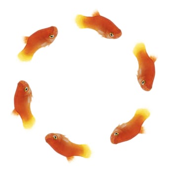 Formation swimming