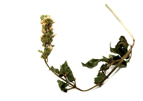 dried peppermint