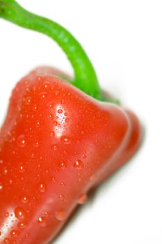 red lace bell pepper