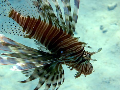 Lionfish,like stonefish,scorpionfish and leaf fish,belong to the scorpion fish. All representatives are poisonous and have formed spines on their dorsal fins,which are connected to poison channels. The venom of the lionfish belongs to the middle of the world.