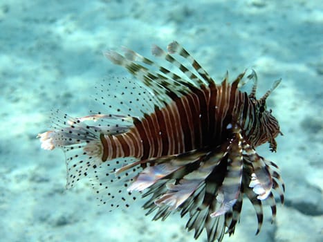 Lionfish