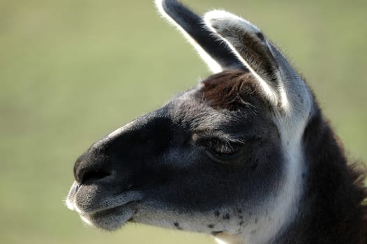 Llama head