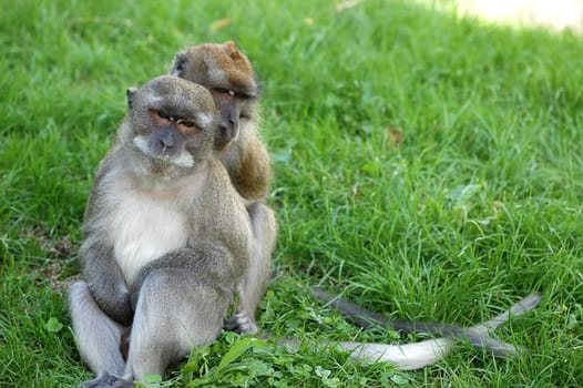 Monkey couple
