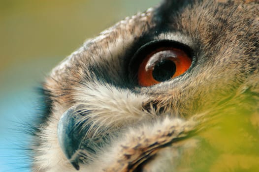 Eagle owl detail