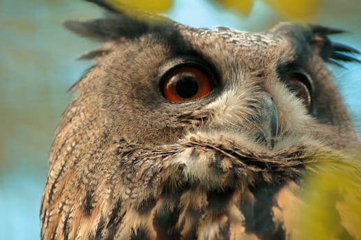 Eagle owl