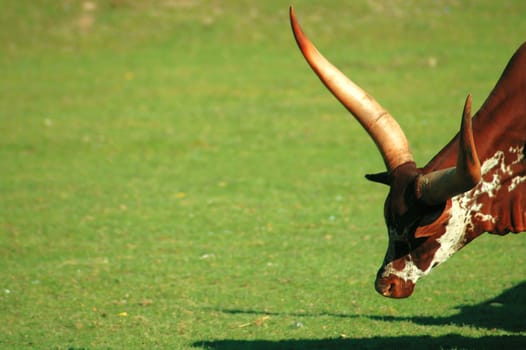 Buffalo