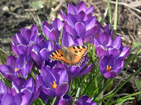 Small tortoiseshell