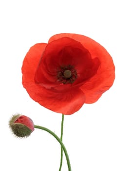 Klatschmohn