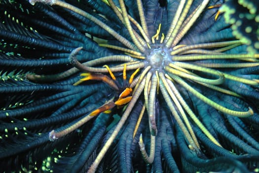 This little fellow is a feather star - jumping crab. I photographed him in Borneo at a depth of about 15 meters. There are many colors of this genus. Unfortunately,it is very difficult to find.