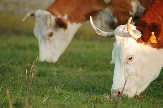 Cows
