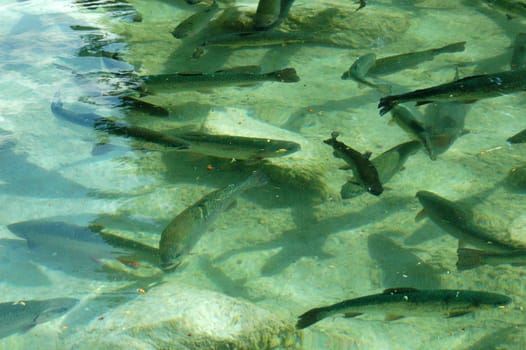 Trout pond