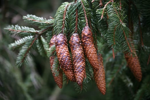 Spruce cone