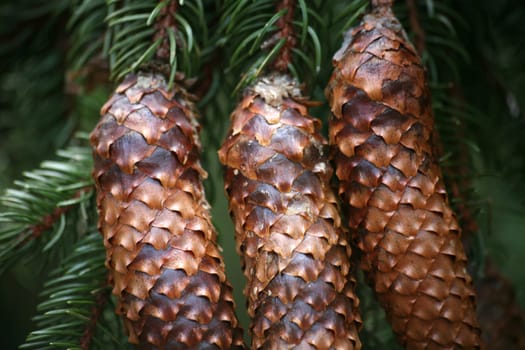 Spruce cone