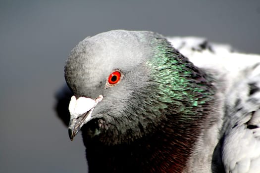 Pigeon Portrait II