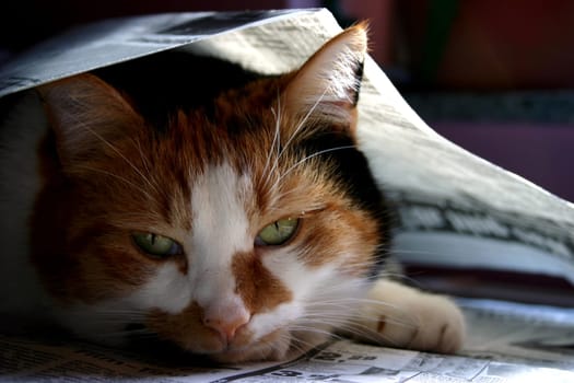 This is my Luzie (..."the horror of the street""),as she lies hidden under the newspaper on my desk."