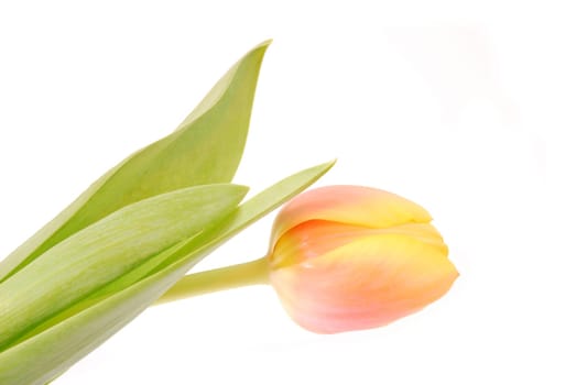 Tulip