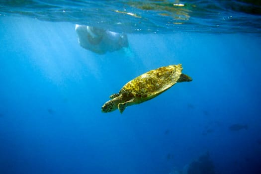 Sea turtle meets snorkeler