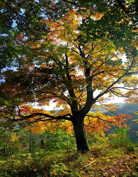Autumn forest